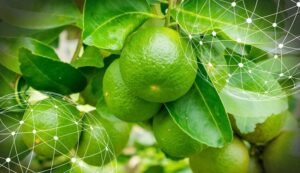 Resumen del mercado global de la lima