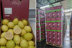 Jako van Lill, de DKI Global Los exportadores sudafricanos de cítricos se preparan para una temporada plagada de incertidumbres