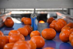 Bautista Berriso, de El Paruco (Argentina): El mercado brasileño, la salida natural de la mandarina argentina tras el golpe de las heladas