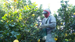 Las lluvias en Tucumán retrasaron la cosecha de limón y afectan al sector citrícola