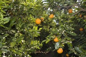 Las mandarinas de Egipto confirman su avance en la UE con el triple de toneladas importadas en 2026