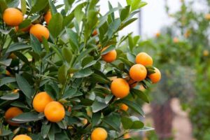 “Serios nubarrones”: desde CECNEA describen el crítico escenario que afronta la exportación de citrus del nordeste