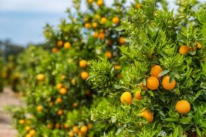 La producción mundial de zumo de naranja caerá un 13% en 2026/27 por el debilitamiento de la demanda