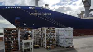 Alarma en la industria frutícola: Europa analiza normas que podrían complicar las exportaciones