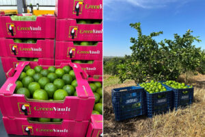Sérgio Negrão, de Jagrão Brazil: «Hace aproximadamente seis meses que los precios del limón no cambian en los campos del estado de São Paulo»