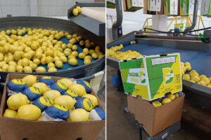 Nahuel Lavino, de Diagonal Citrus (Argentina) Argentina aprovecha el vacío dejado por Turquía y España para disparar sus exportaciones de limón