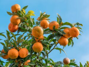 Brasil anticipa una menor cosecha de naranjas en la temporada 2026/27