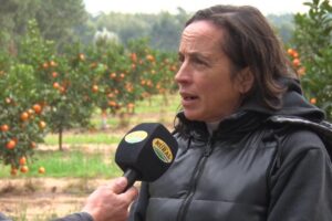 Melania Zorzi: “Hay un freno de consumo de citrus que asusta”