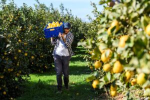 Un virus amenaza con el arranque de miles de limoneros tras una campaña «histórica»