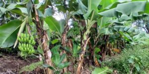 “No gastan tiempo ni energía en saber qué derogan”: Los bananeros de Salta y Jujuy apuntan contra el gobierno por derogar normas que protegían sanitariamente a esa producción