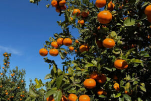 Naranjasyfrutas.com publica su «Informe de Cosechas de Cítricos 2025/2026» Las búsquedas de naranjas aumentan un 43% en la campaña 2025/26, mientras cae el interés por las mandarinas