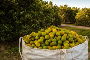 Sudáfrica impulsa una histórica temporada de limones con una cosecha más temprana y abundante