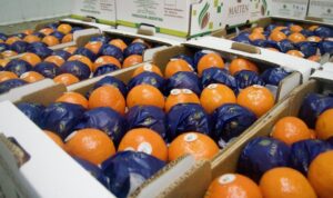 Citricultura, en alerta: “Aunque tuviéramos la mejor naranja, con esta mochila no somos competitivos”