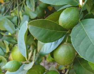 La producción de limón en Alicante crecerá entre un 5% y un 10% en la campaña 2026/27