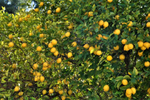 Se espera una cosecha de limones griegos tardía y más pequeña esta temporada
