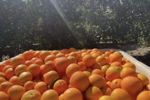 La Navel de California arrancará antes de lo habitual tras una floración muy temprana