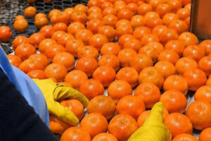 Antonio, de Falcone Siembra Alta: El Niño retrasa tres semanas la campaña de cítricos de Perú y reduce un 25-30% el volumen