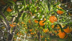 Resumen del mercado global de la naranja
