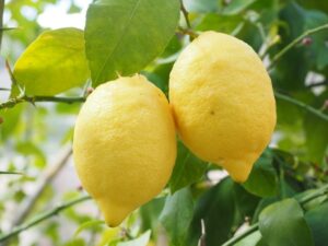 Se estima un crecimiento del 9,4% en la producción de limón en la Comunidad Valenciana